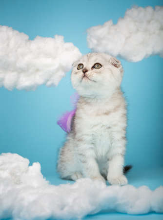 Portrait of a Scottish kitten with blue feathers on his back on white cotton clouds on a blue background. Kitten with brown eyes looks up and posing in the studio.の写真素材