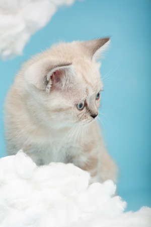 Close up of a muzzle of a cream-colored Scottish kitten with blue eyes sitting on a blue background among white cotton. Kitten looks away because he noticed an interesting toy.の写真素材