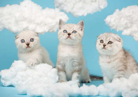 Portrait of three Scottish cream-colored kittens with blue eyes with great interest looking at cotton clouds on a blue background. Sky installation with white clouds.の写真素材