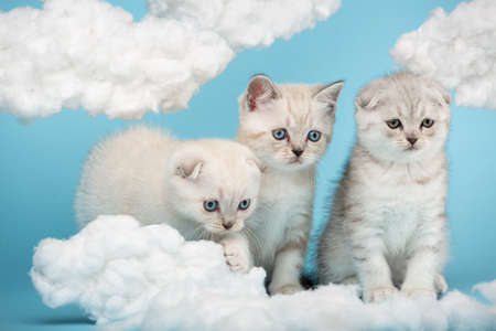 Three Scottish kittens look at the cotton clouds on a blue background with great interest. Sky installation with white clouds.の写真素材
