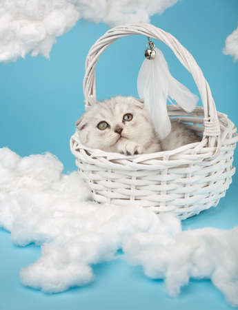 Small Scottish gray-colored kitten lies in a white wicker basket on a blue background among homemade cotton clouds. Cat looks up dreamily with his yellow eyes.の写真素材