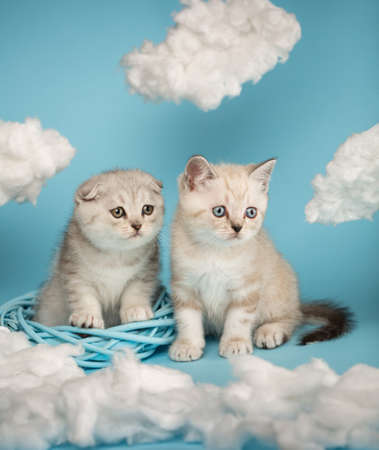 Little fluffy adorable scottish kittens sitting together in a wicker basket among white clouds on a blue background. Cats are funny exploring all around.の写真素材