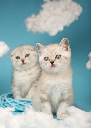Short-haired Scottish kittens of light color sitting on a blue background among the white clouds looking for a toy that interested them. Pets, animals and cats concept.の写真素材