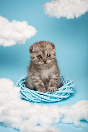 Small fluffy gray kitten of the Scottish breed sits inside a blue braided circle and looks at the white clouds in front of him with funny curiosity. Sky background with many white fluffy clouds.の写真素材