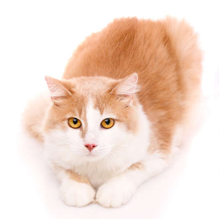 Banner for website. Sweet young cat with light fur with big yellow eyes lies and looks at the camera. Isolated on a white background.の写真素材