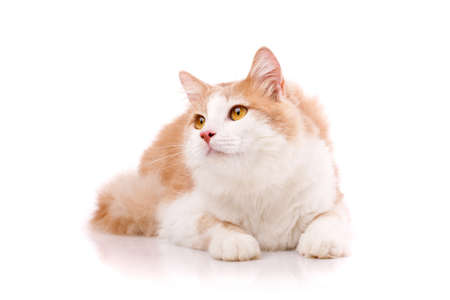 Satisfied domestic cat with light fur and yellow eyes lies on a white background with an outstretched paw and looks up. Cat for food advertising. Playful pet close up.の写真素材