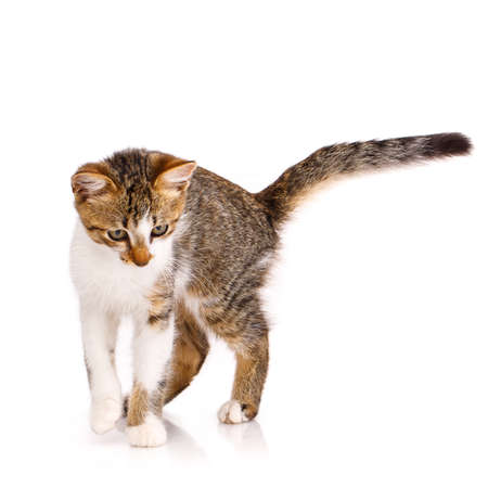 Concentrated small domestic kitten with brown and white fur watching something on a white background. Concept of small domestic predators.の写真素材