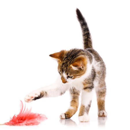 Friendly pet. Small short-haired kitten with a raised tail is interested and carefully catches a pink toy on a white background.の写真素材