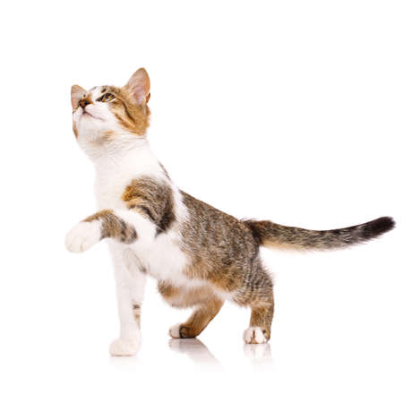 Cute domestic shorthair kitten stands on a white background with raised paw and looks up. Adorable domestic pets. Isolated.の写真素材