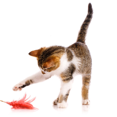 Playful pet close up.Small short-haired kitten with a raised tail is interested in the paw catches a toy with pink feathers on a white background.の写真素材