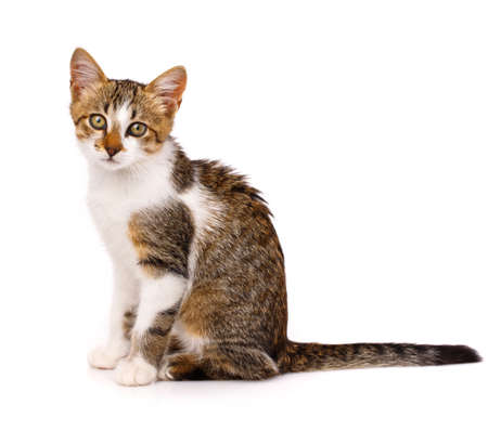 Cute domestic shorthair kitten is sitting sideways and looking at the camera. Isolated on white background. Beautiful Funny Cat.の写真素材