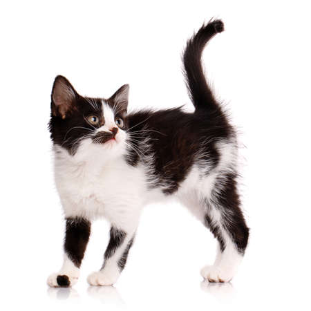 Black and white kitten with a funny face and a raised tail stands sideways and looks up with green eyes. Isolated on a white background. Pets and lifestyle concept.の写真素材