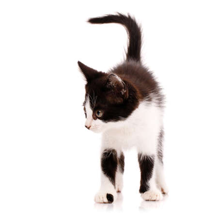 Domestic black and white kitten with cute black spots on its front paws walks on a white background. Shy kitten looks around.の写真素材
