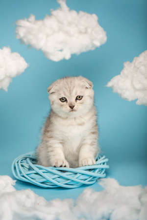 Portrait of a cute scottish fold shorthair silver color kitten with yellow eyes on a blue background.の写真素材
