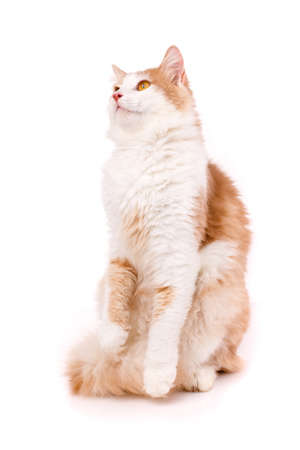 Beautiful big domestic cat looks up and stands on its hind legs on a white background.の写真素材