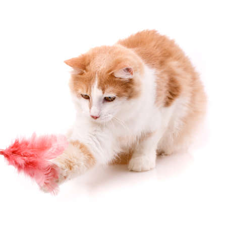 Domestic cat sitting on a white background catches with its paw a toy bunch of feathers.の写真素材