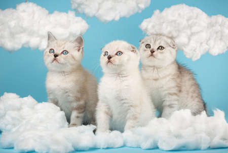 Close up portrait of scottish breed kittens heart of white cotton clouds on blue background.の写真素材