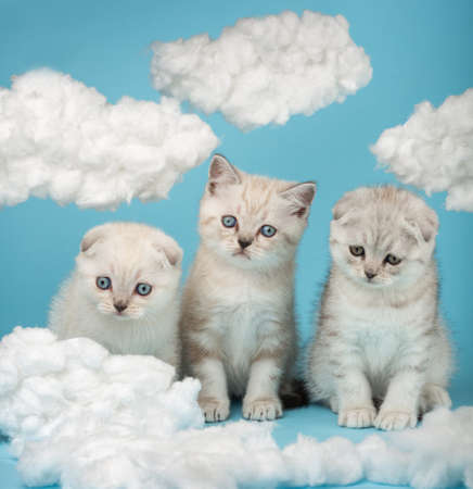 Three striped kittens of Scottish breed with a funny interested facial expression.の写真素材