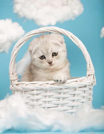 Gray scottish kitten sitting in a wicker basket on a background of clouds.の写真素材