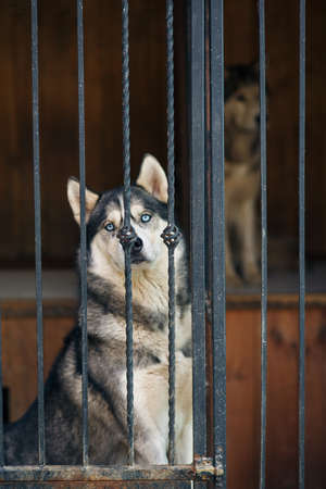 Portrait of a Siberian Husky with blue eyes sitting locked in a cage.の写真素材