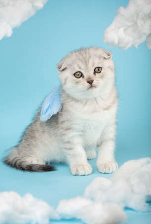 Portrait of a Scottish kitten with a funny facial expression who wears angel wings on his back.の写真素材