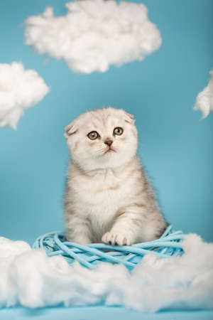 Beautiful Scottish fold kitten sits in the middle of a blue wicker wreath and puts a paw on it.の写真素材