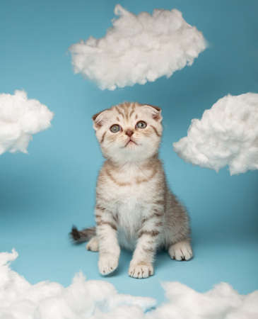 Striped Scottish kitten looks with interest at the thing he is going to catch with his paws.の写真素材
