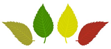  leave isolated on whiteのイラスト素材