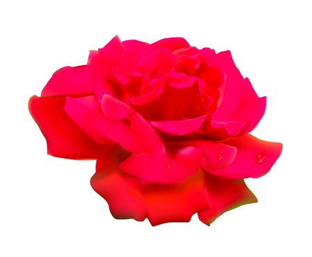 Red rose. Isolated on white background.のイラスト素材