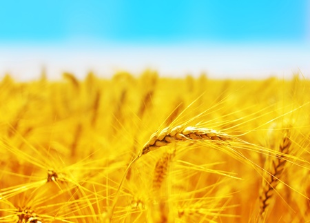 Golden wheat field with blue sky in backgroundの写真素材