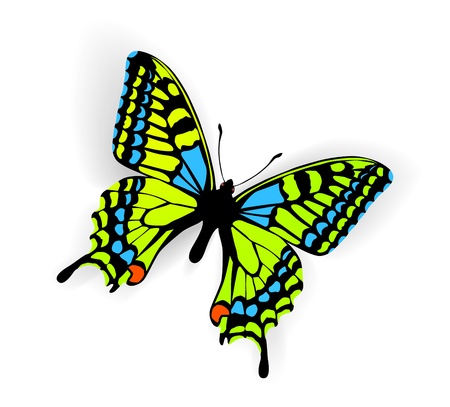 Butterfly Vector Illustrationのイラスト素材