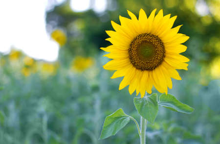sunflower at the field in summerの写真素材