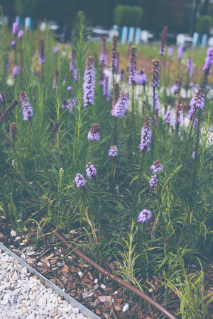 Beautiful purple flowers in the parkの写真素材
