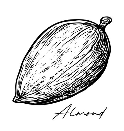 Almond hand drawn black and white vector illustrationのイラスト素材