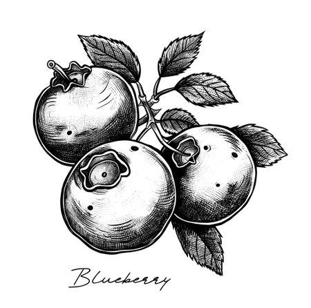 Blueberry hand drawn black and white vector illustrationのイラスト素材