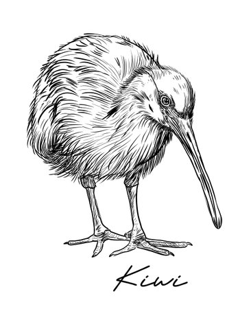 Kiwi bird hand drawn black and white vector illustrationのイラスト素材