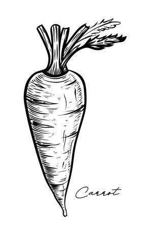 Carrot hand drawn black and white vector illustrationのイラスト素材