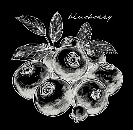 Blueberry hand drawn black and white vector illustrationのイラスト素材