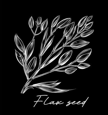 Flax seed hand drawn black and white vector illustrationのイラスト素材