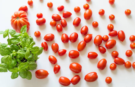 Cherry tomatoes and beef hearts with basil plantの写真素材