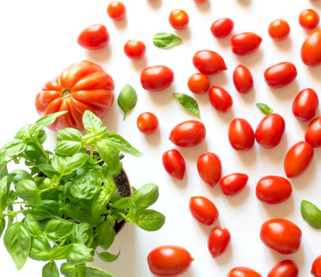 Cherry tomatoes and beef hearts with basil plantの写真素材