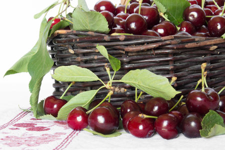 Bunches of red cherries on a white backgroundの写真素材