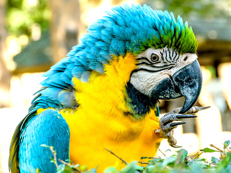 Macaw Parrot.Macaw parrot with yellow and blue feathers.の写真素材