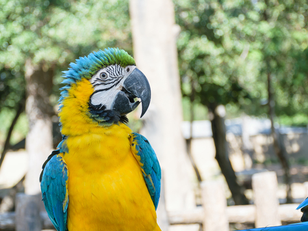 Macaw Parrot.Macaw parrot with yellow and blue feathers.