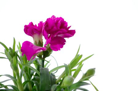 Beautiful pink carnation against the white backgroundの写真素材