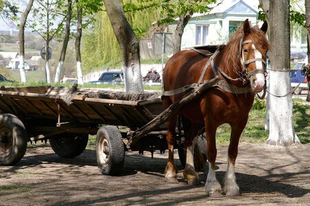 The image of rural horse, which waits its owner の写真素材