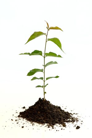 Seedling of apricot tree against the white backgroundの写真素材