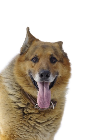 Portrait of merry sheep dog against the white backgroundの写真素材