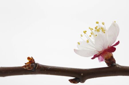 Spring flowers against the white backgroundの写真素材