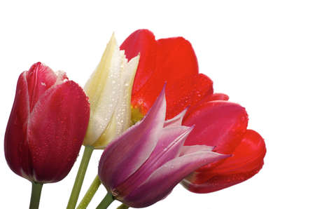 Spring flowers against the white backgroundの写真素材